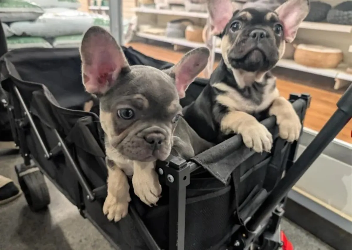 最后3只珍贵的法国斗牛犬幼犬。Email: noelpeterson972 @ gmail . com