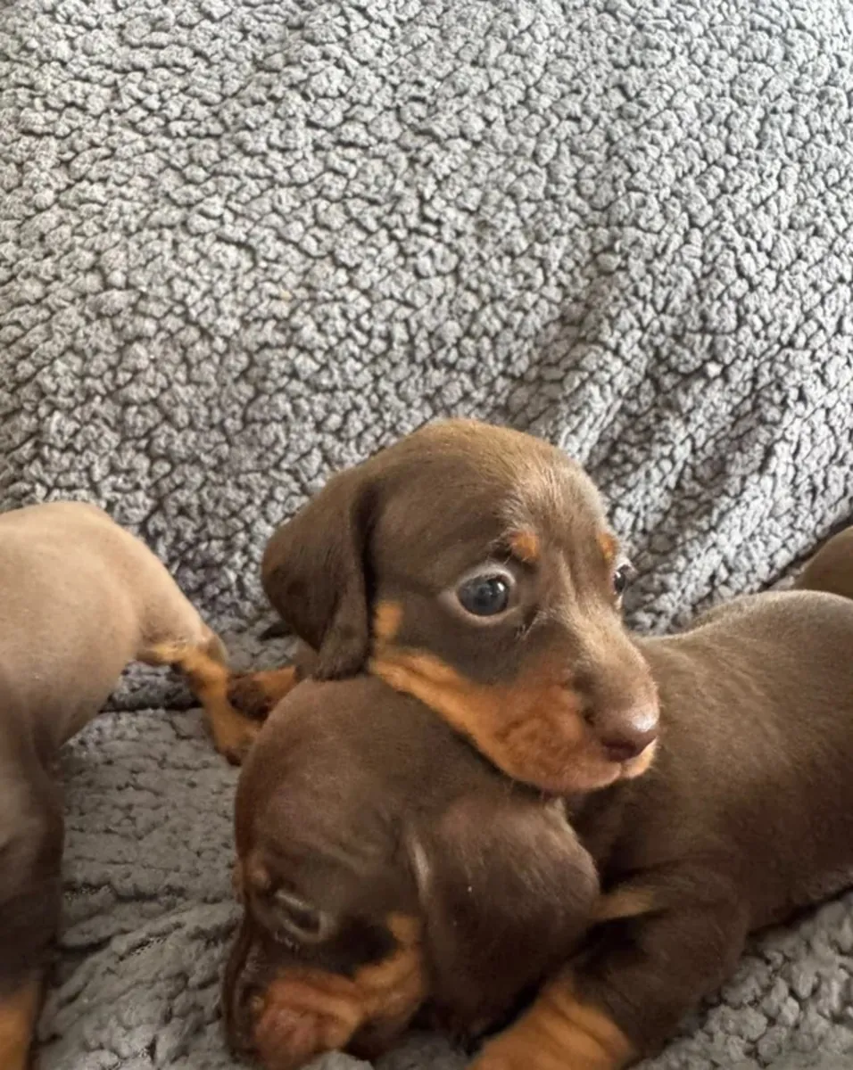 Cachorros salchicha miniatura color chocolate y canela.  