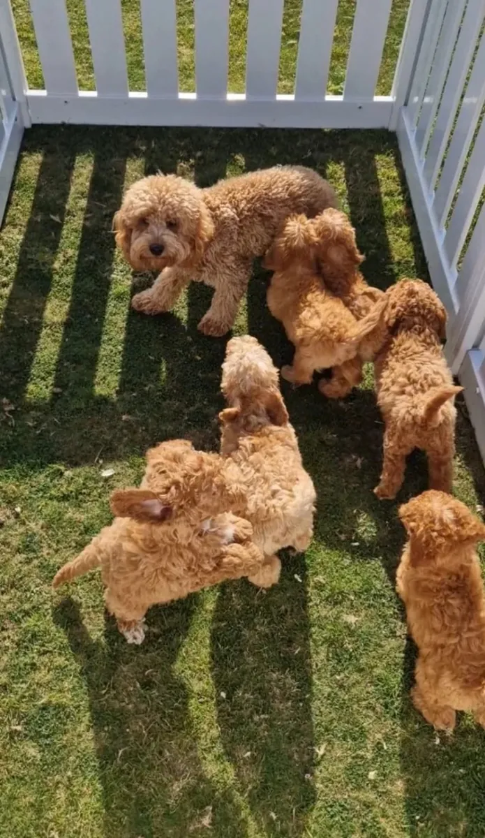 待领养的卡瓦普犬幼犬。Email: noelpeterson972 @ gmail . com