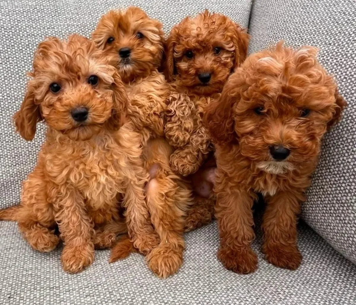 待领养的卡瓦普犬幼犬。Email: noelpeterson972 @ gmail . com