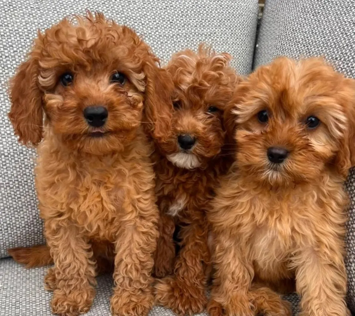 待领养的卡瓦普犬幼犬。Email: noelpeterson972 @ gmail . com