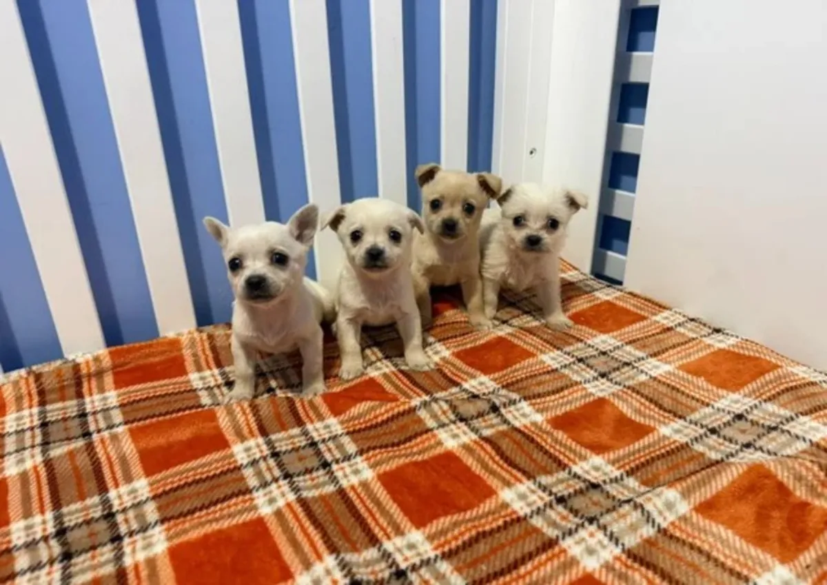 Cachorros de Chihuahua.  Email: noelpeterson972 @ gmail . com