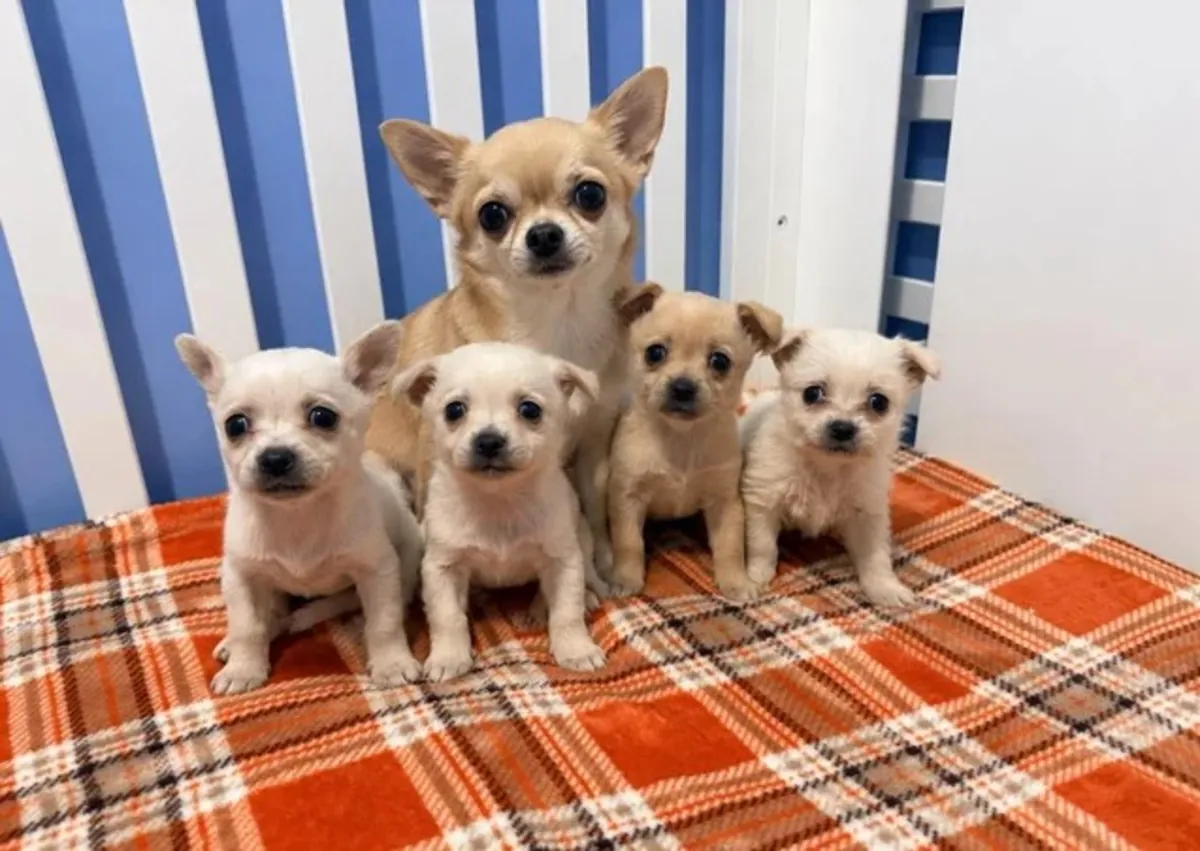Cachorros de Chihuahua.  Email: noelpeterson972 @ gmail . com