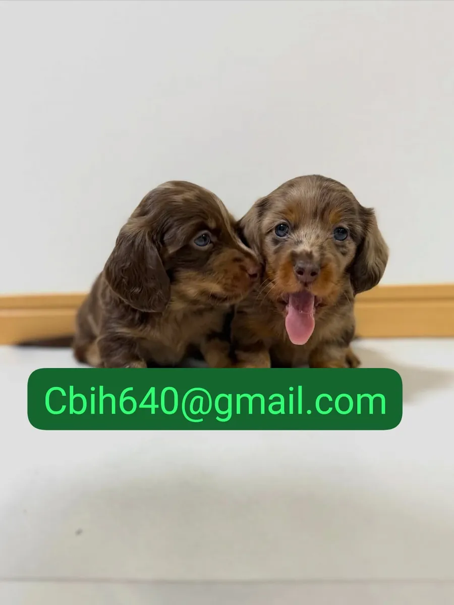腊肠犬幼犬寻找一个充满爱的家庭 603990353