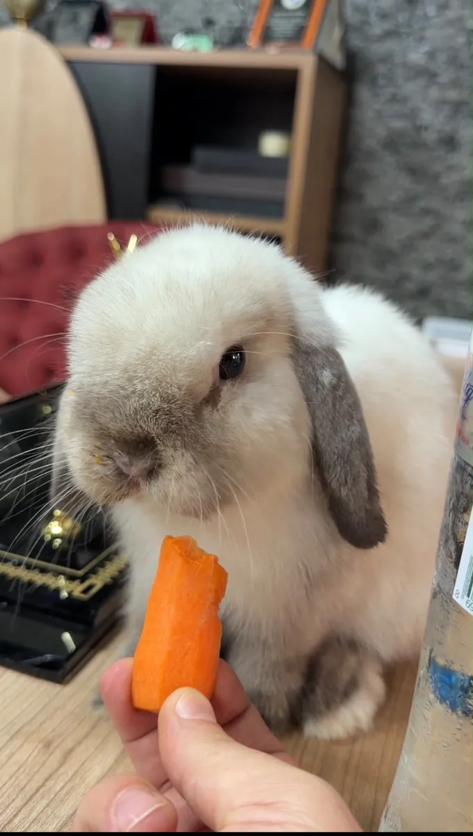 ENDER IRK SİYAM MİNYATÜR LOP VE MİNİ LOP