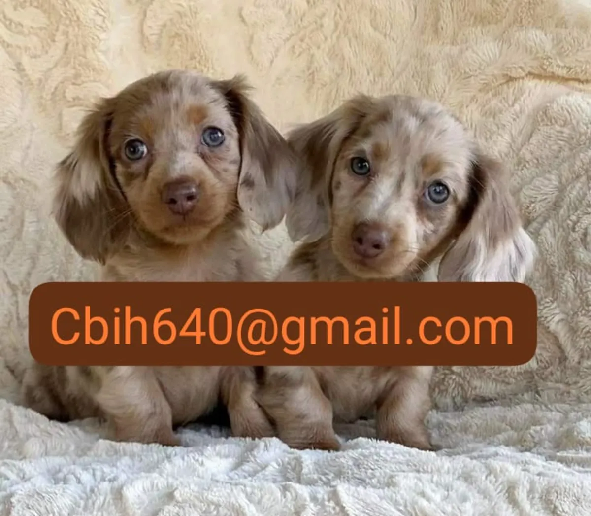 ЩЕНКИ Таксы ИЩУТ ЛЮБЯЩИЙ ДОМ 603990353