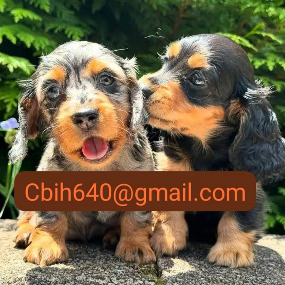 CACHORRO TECKEL BUSCA UNA FAMILIA QUE LO CUIDE Y LO QUIERA MUCHO 603990353