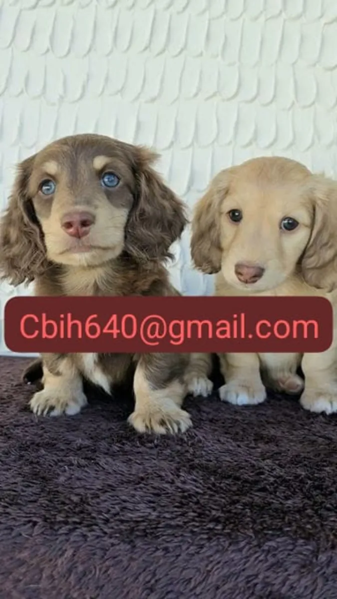 CACHORRO TECKEL BUSCA UNA FAMILIA QUE LE OFREZCA UN HOGAR FELIZ 603990353