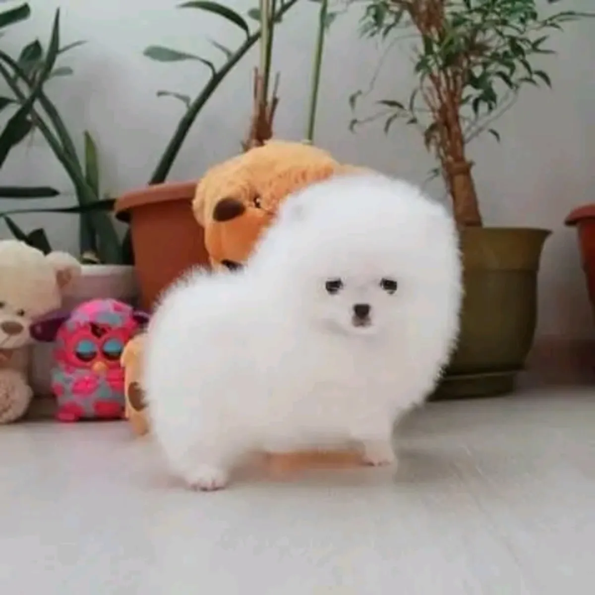 Myytävänä pomeranian-pentuja.