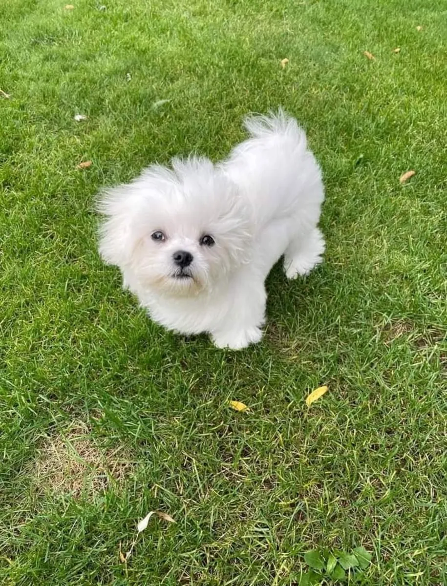 Adorable chiots Bichons disponibles