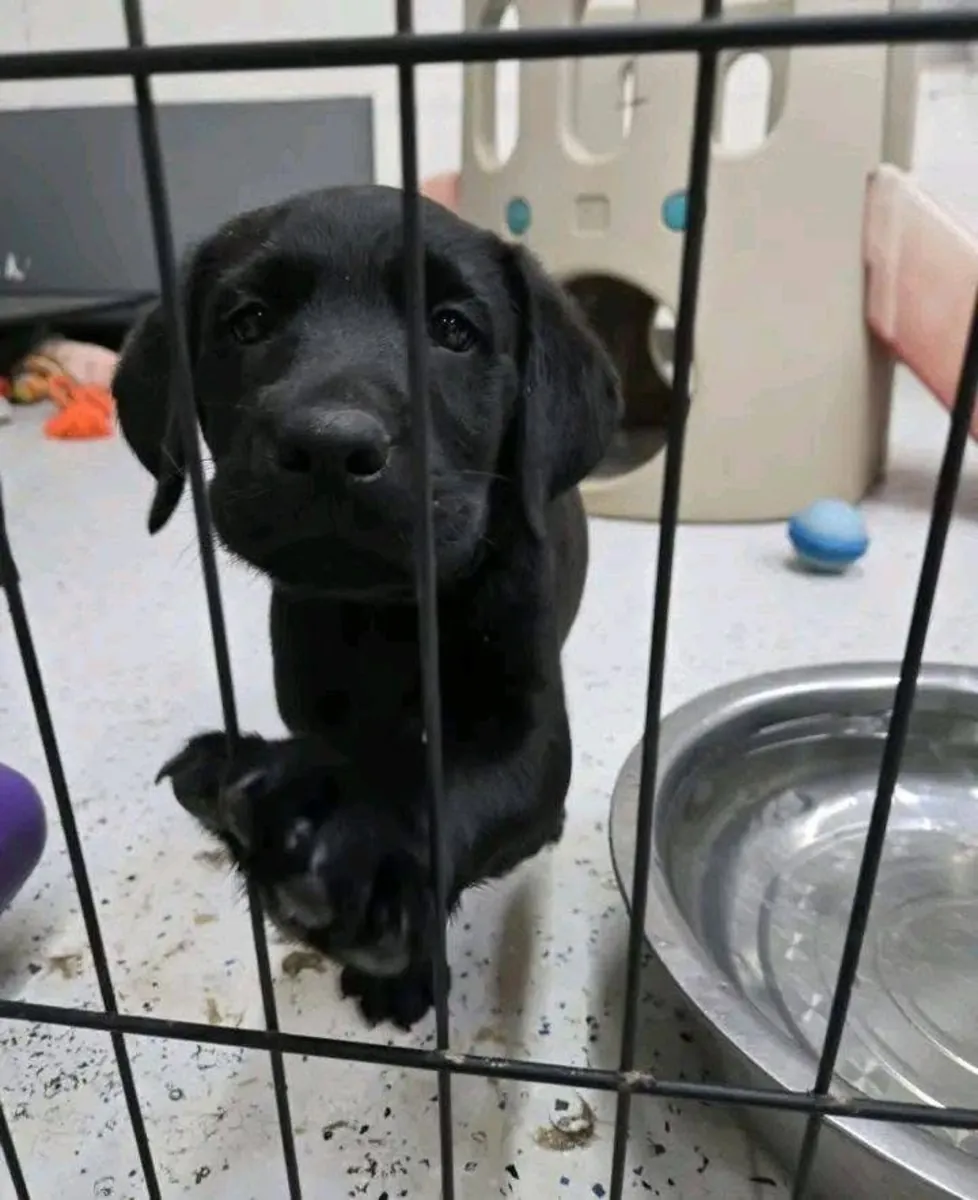 可供领养的拉布拉多犬