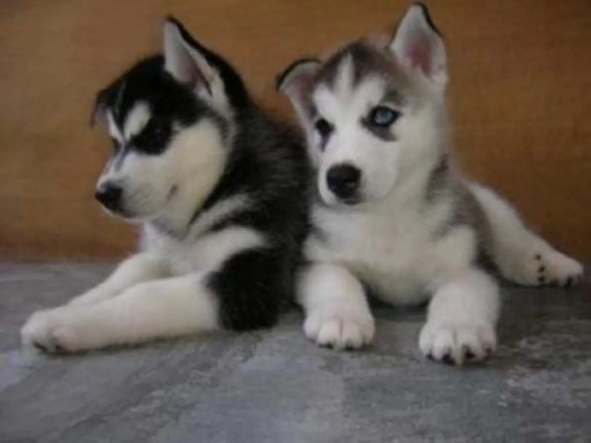 Chiots sibériens affectueux
