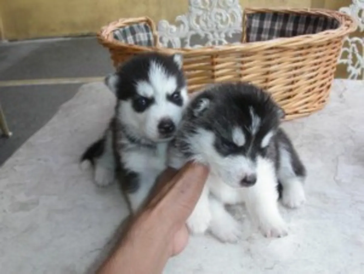 Chiots Husky Sibérien à Adopter