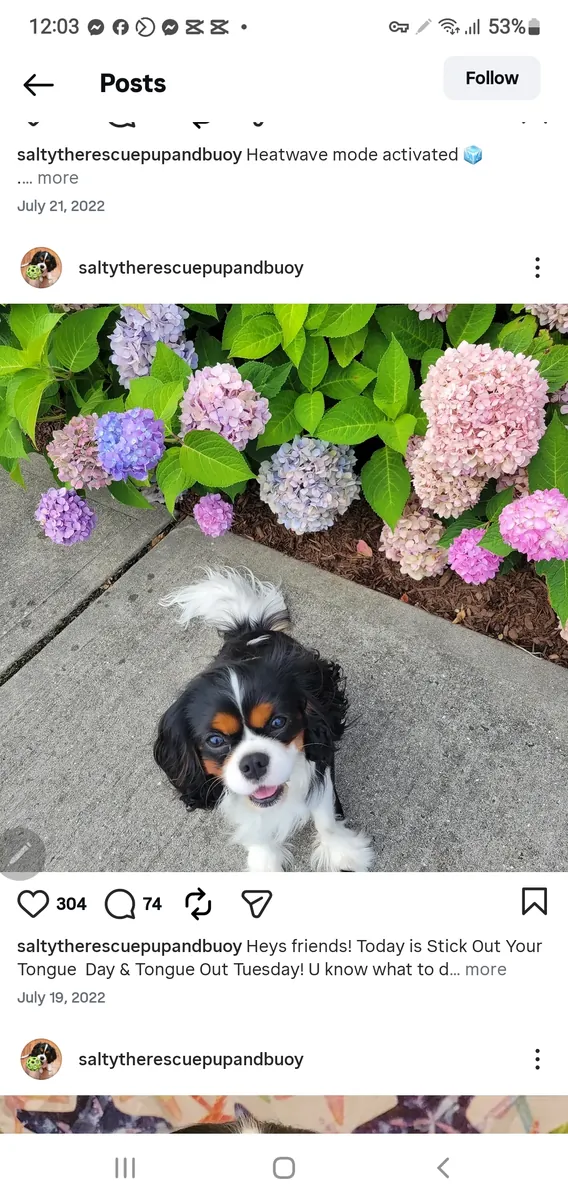 12周大的骑士查尔斯王犬幼犬 – 妮娜寻找一个永远的爱心家园。