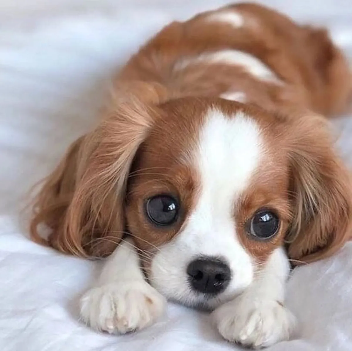 🐾 Conoce a Lucky Un Pequeño Corazón Listo para un Hogar Para Siempre ❤️