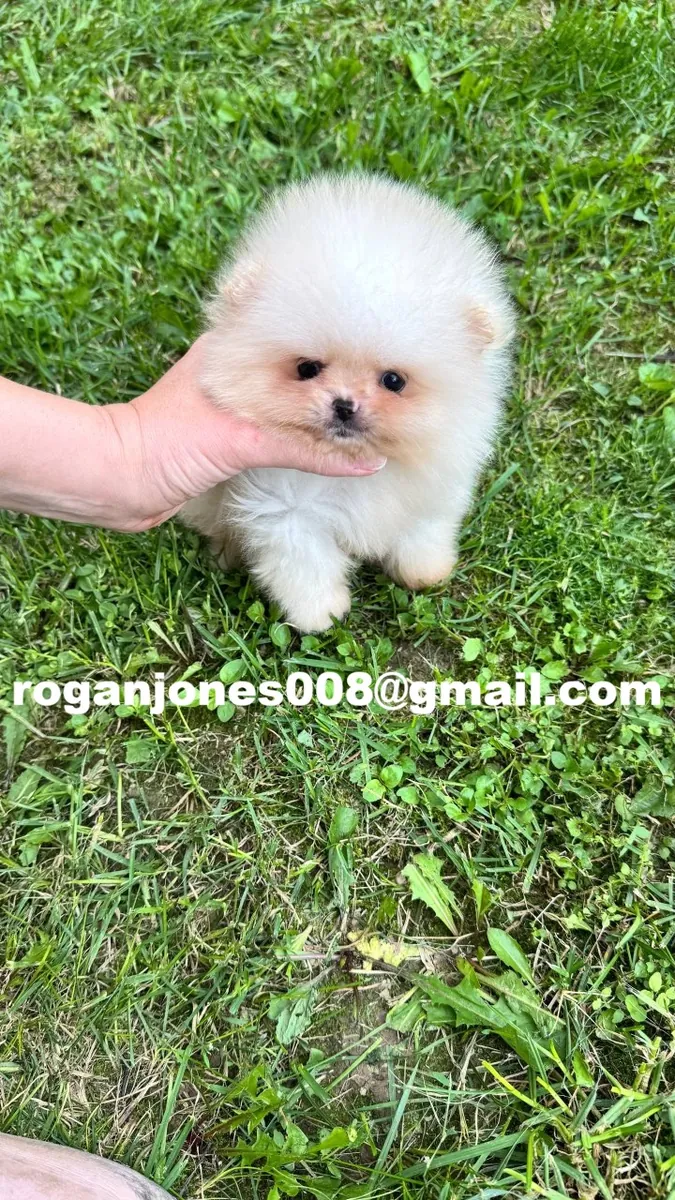 可爱的迷你斯皮茨幼犬（博美犬）待领养