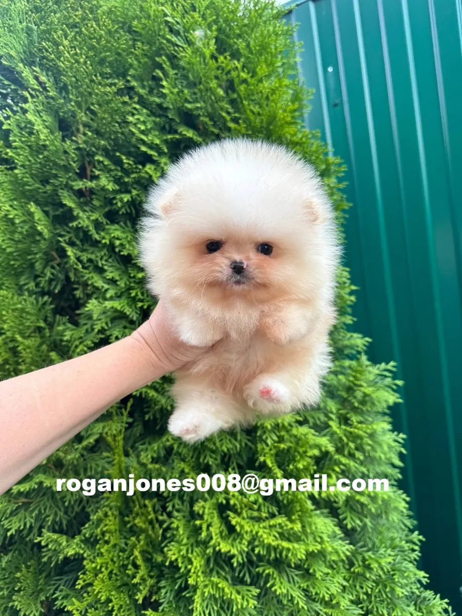 在健康环境中饲养的博美犬幼犬可供出售