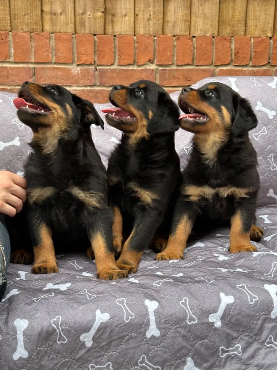 Cachorros Rottweiler en venta
