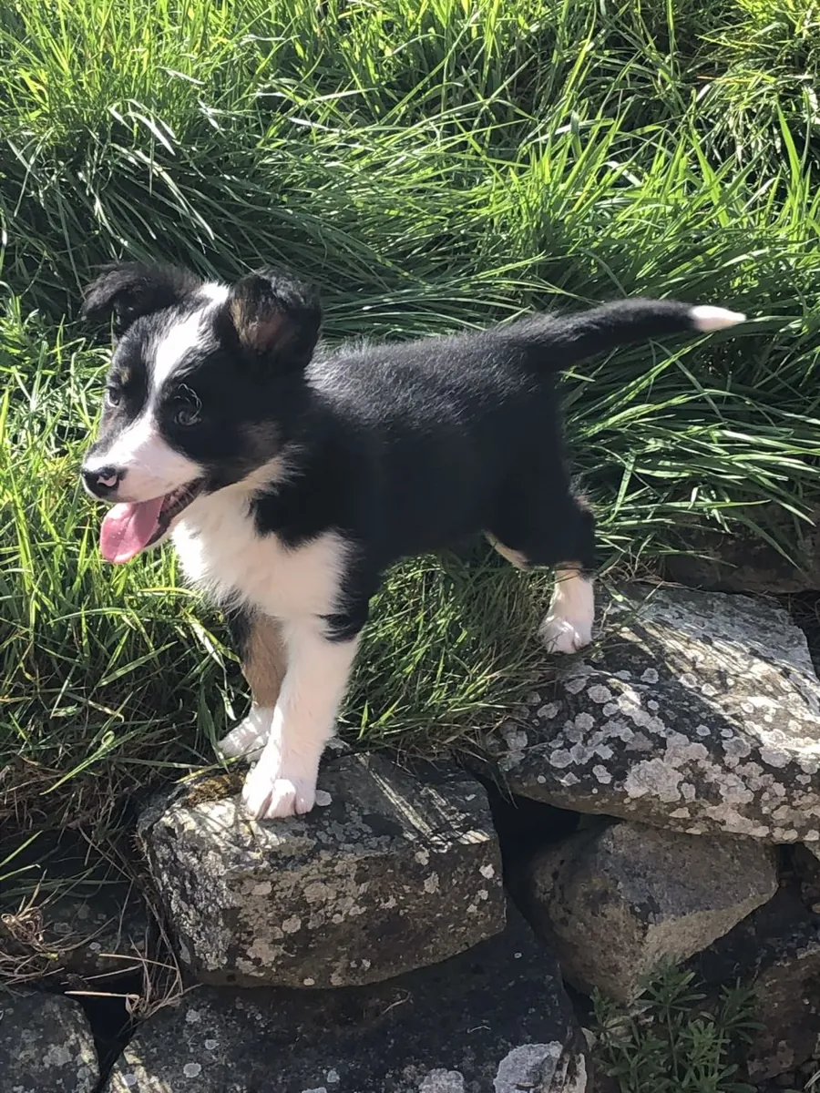 Sakal Çoban Köpeği Yavruları Satılık