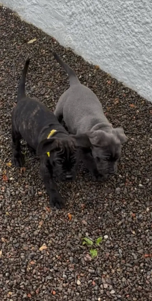 Cane corso puppies 4 male and female