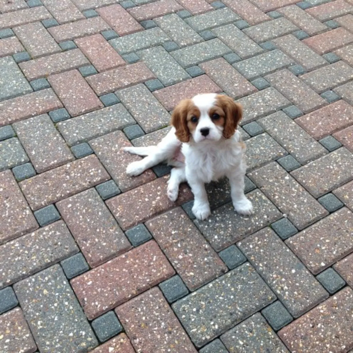Kavalier King Charles Spaniel Yavruları