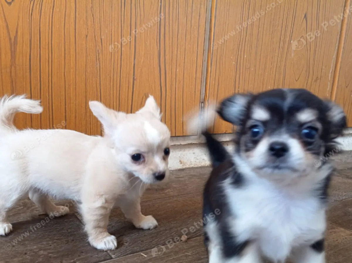 Beautiful chihuahua puppys for sale