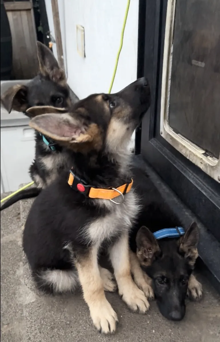 Hazır 2 git.! Safkan Alman Çoban köpeği yavruları