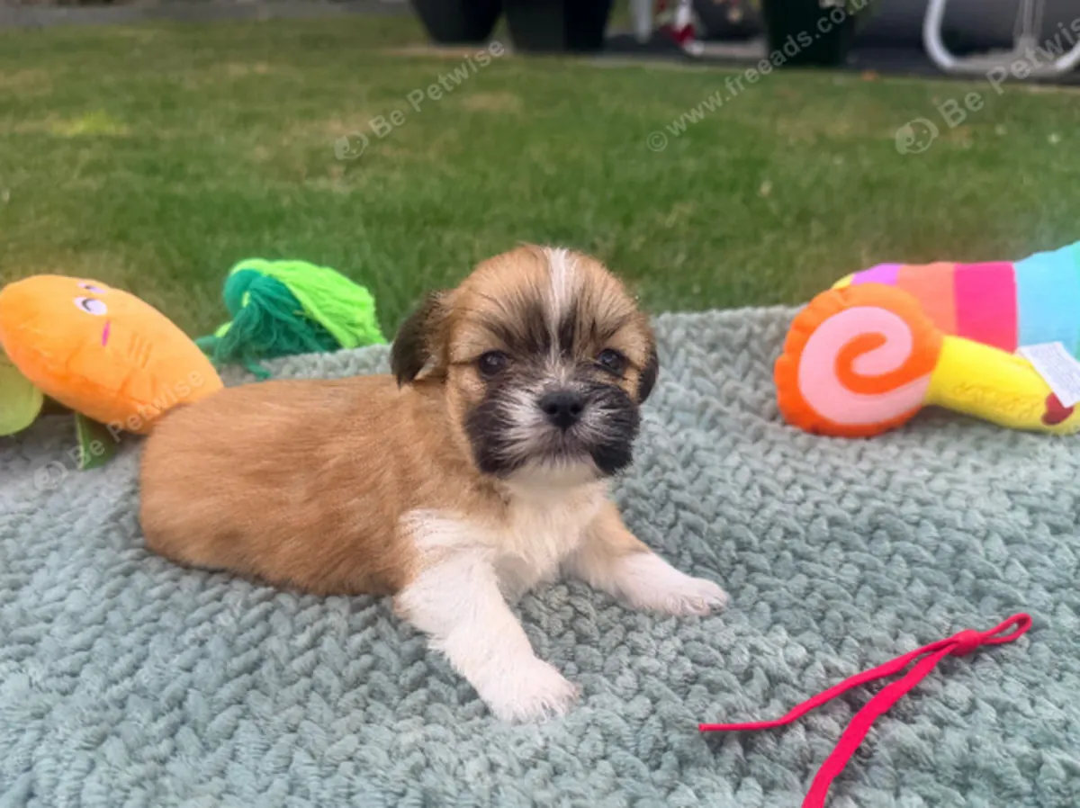 Güzel Lhaso apso yavruları