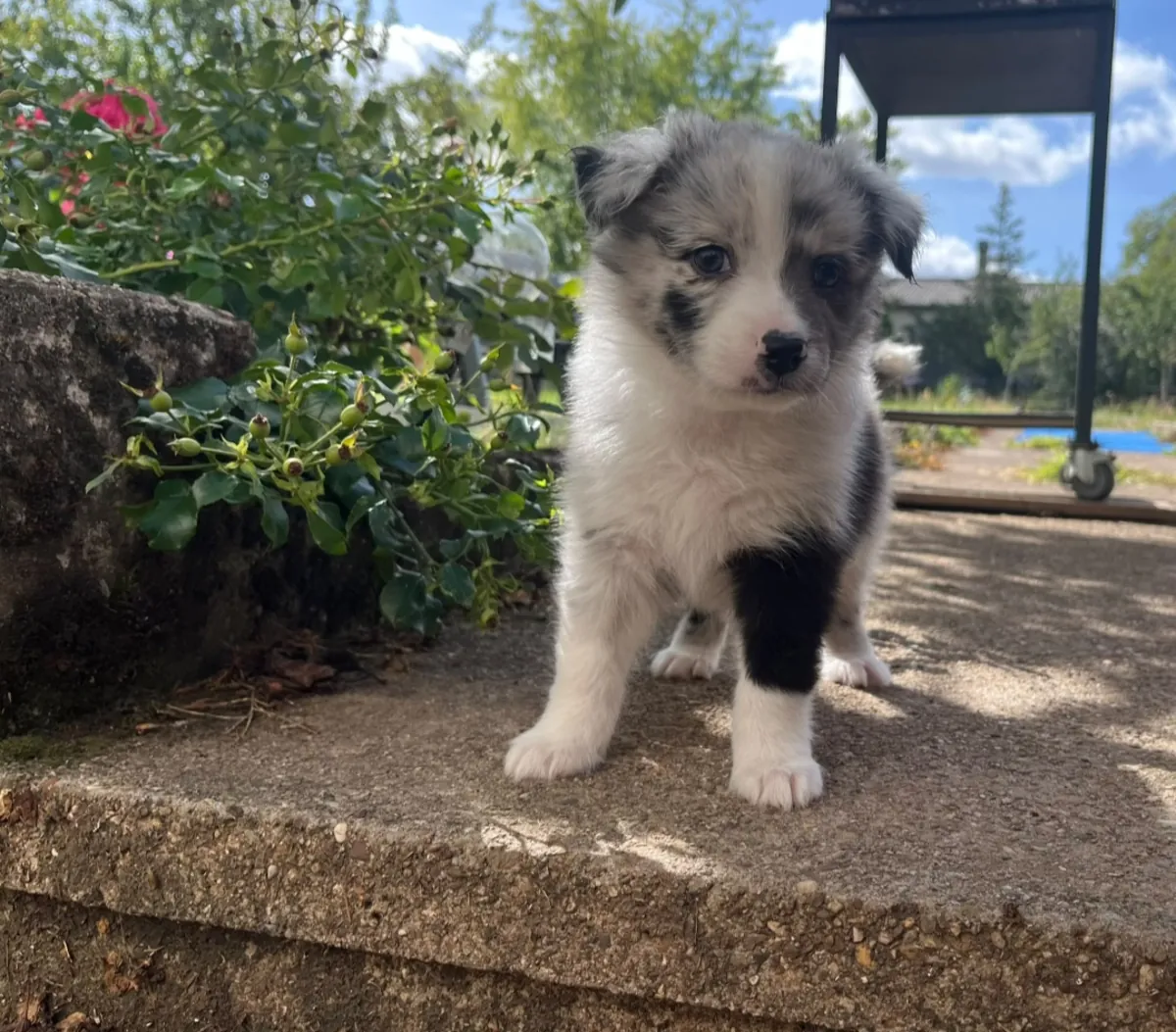 Verilecek sevimli Avustralya Çoban Köpeği yavrusu