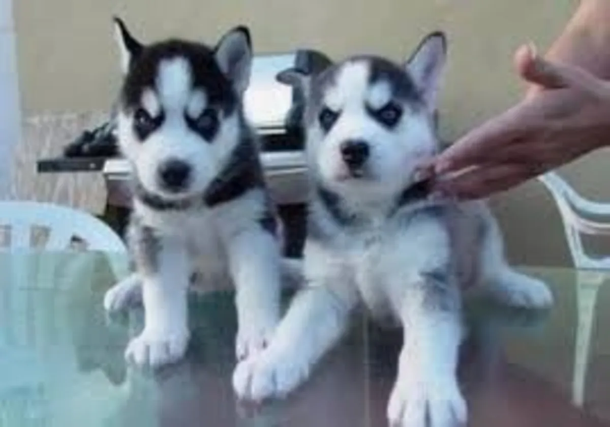 Adorable Siberian Husky Pups
