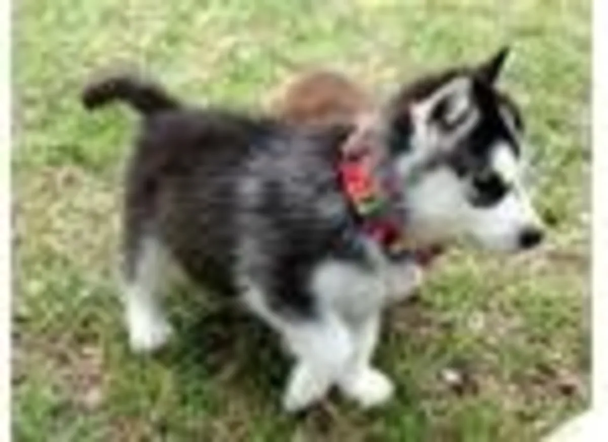 Beautiful Siberian husky puppies.