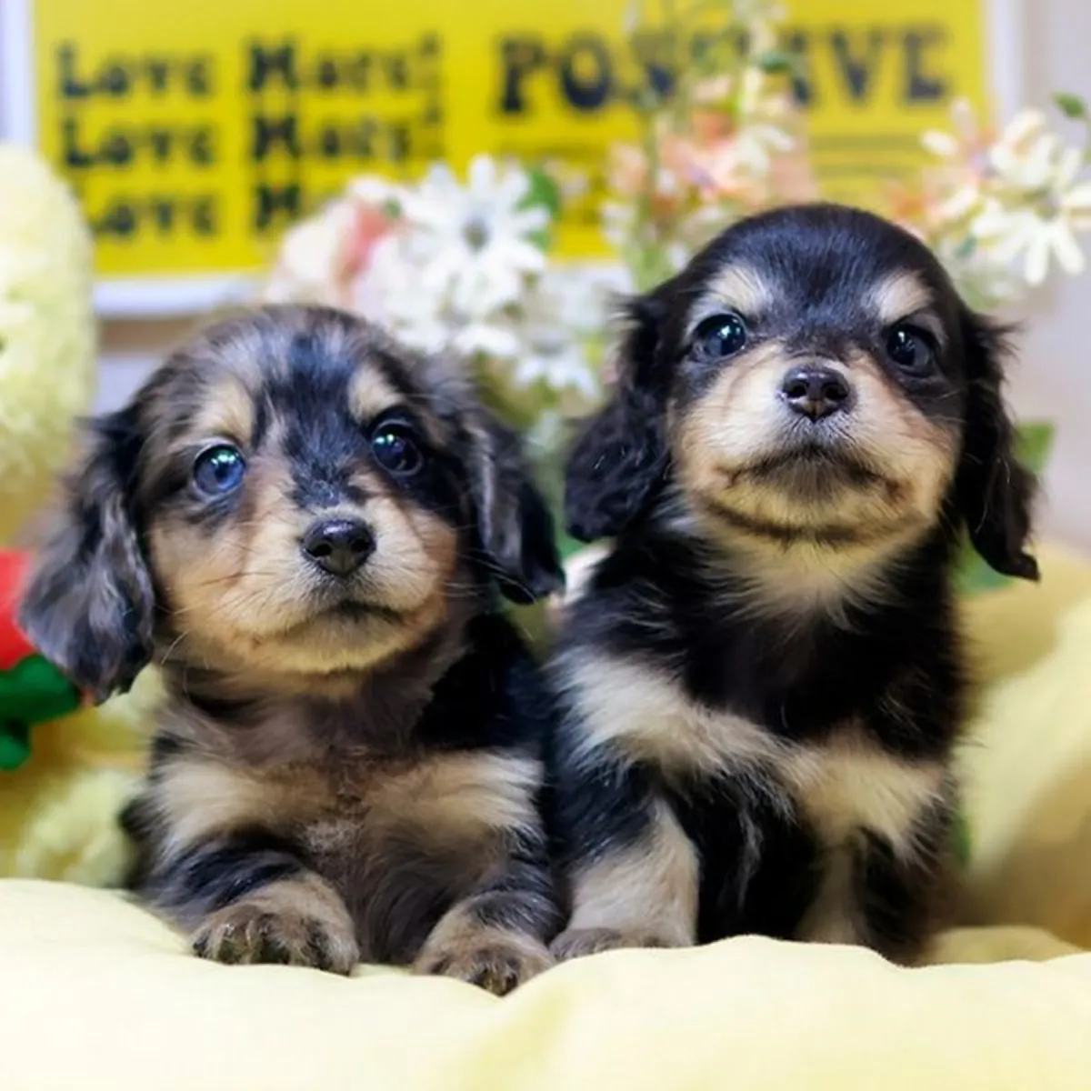 Un par de cachorros macho de Dachshund buscando nuevos hogares