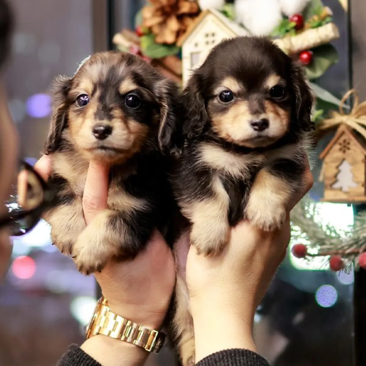 Un par de cachorros macho de Dachshund buscando nuevos hogares