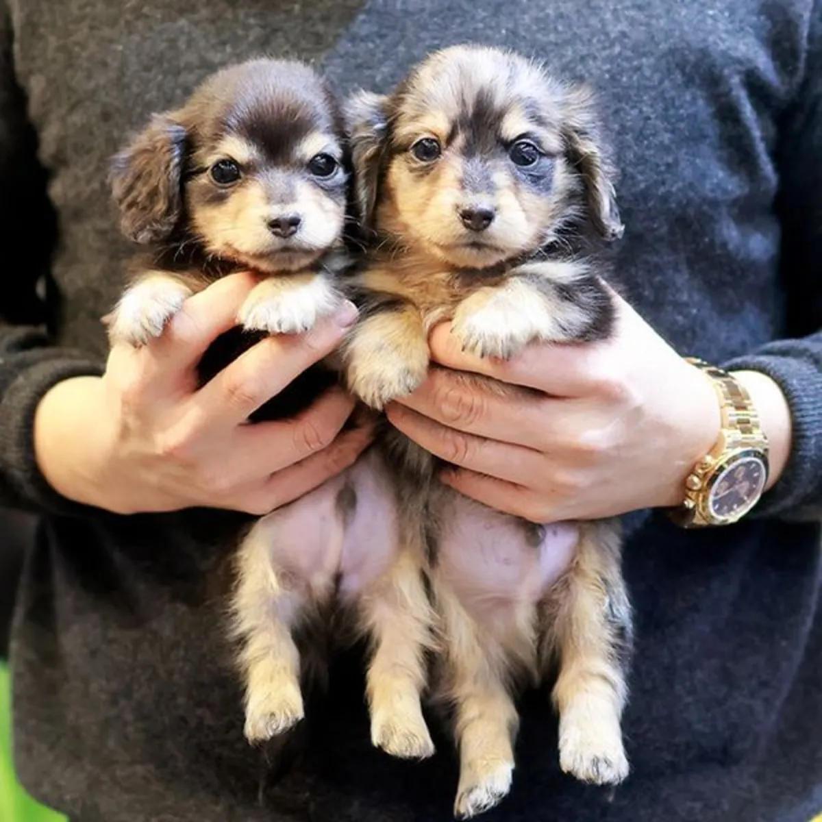 Un par de cachorros macho de Dachshund buscando nuevos hogares