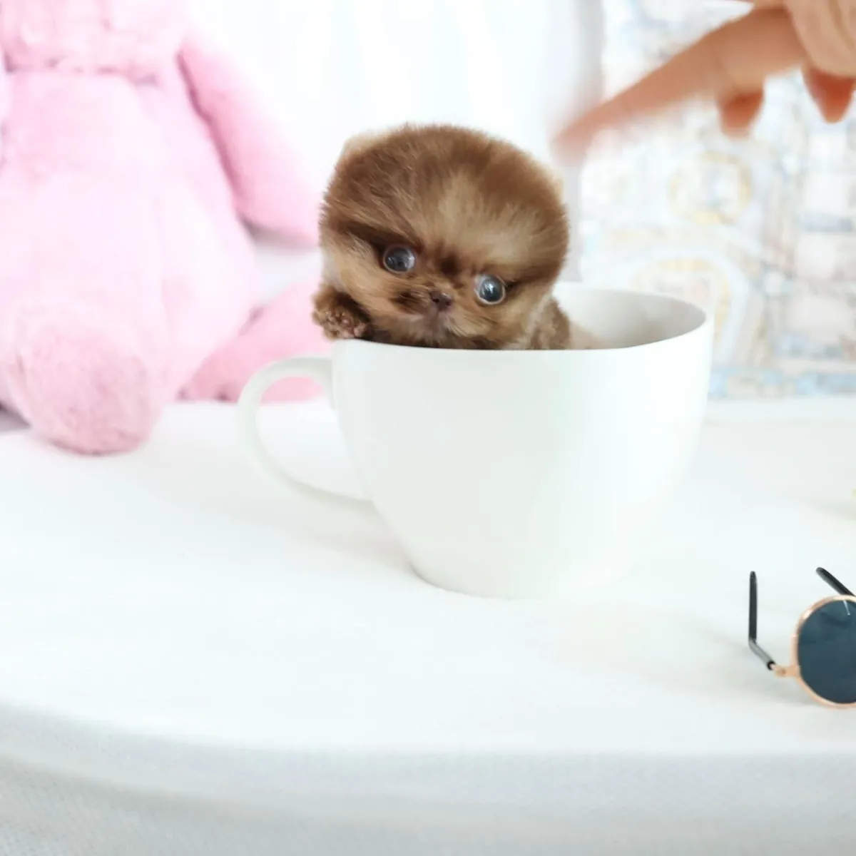 Teacup Pomeranian (NANA)