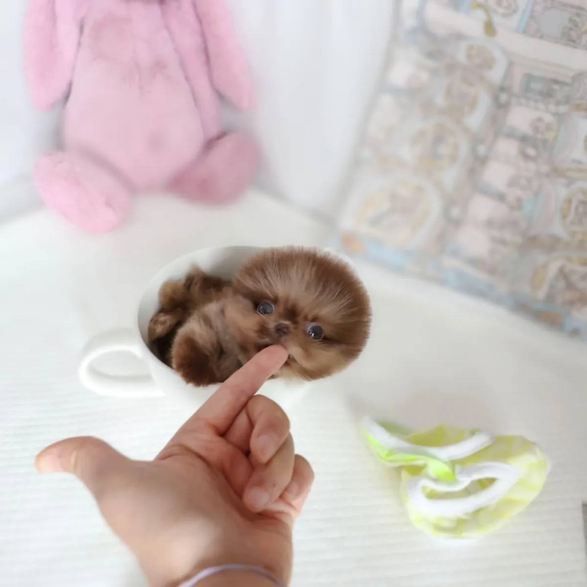 Teacup Pomeranian (NANA)