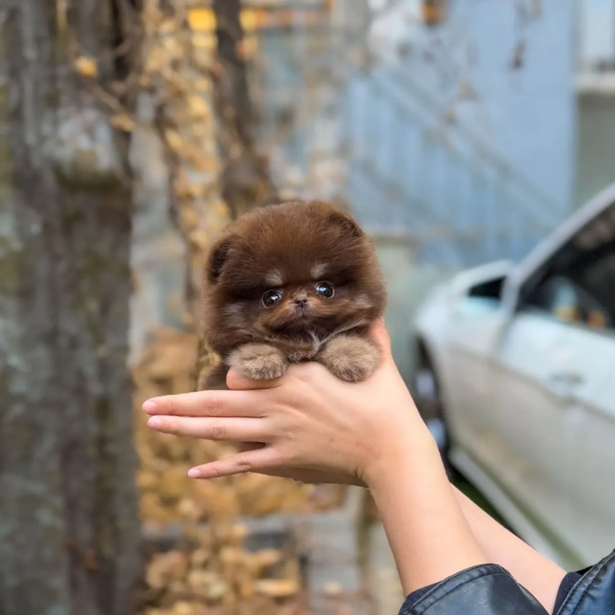Brown Skin Mini Pomeranian Puppy