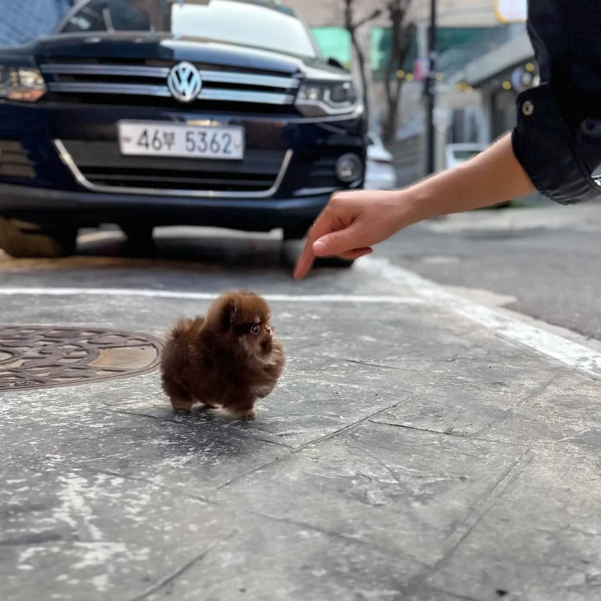 Brown Skin Mini Pomeranian Puppy
