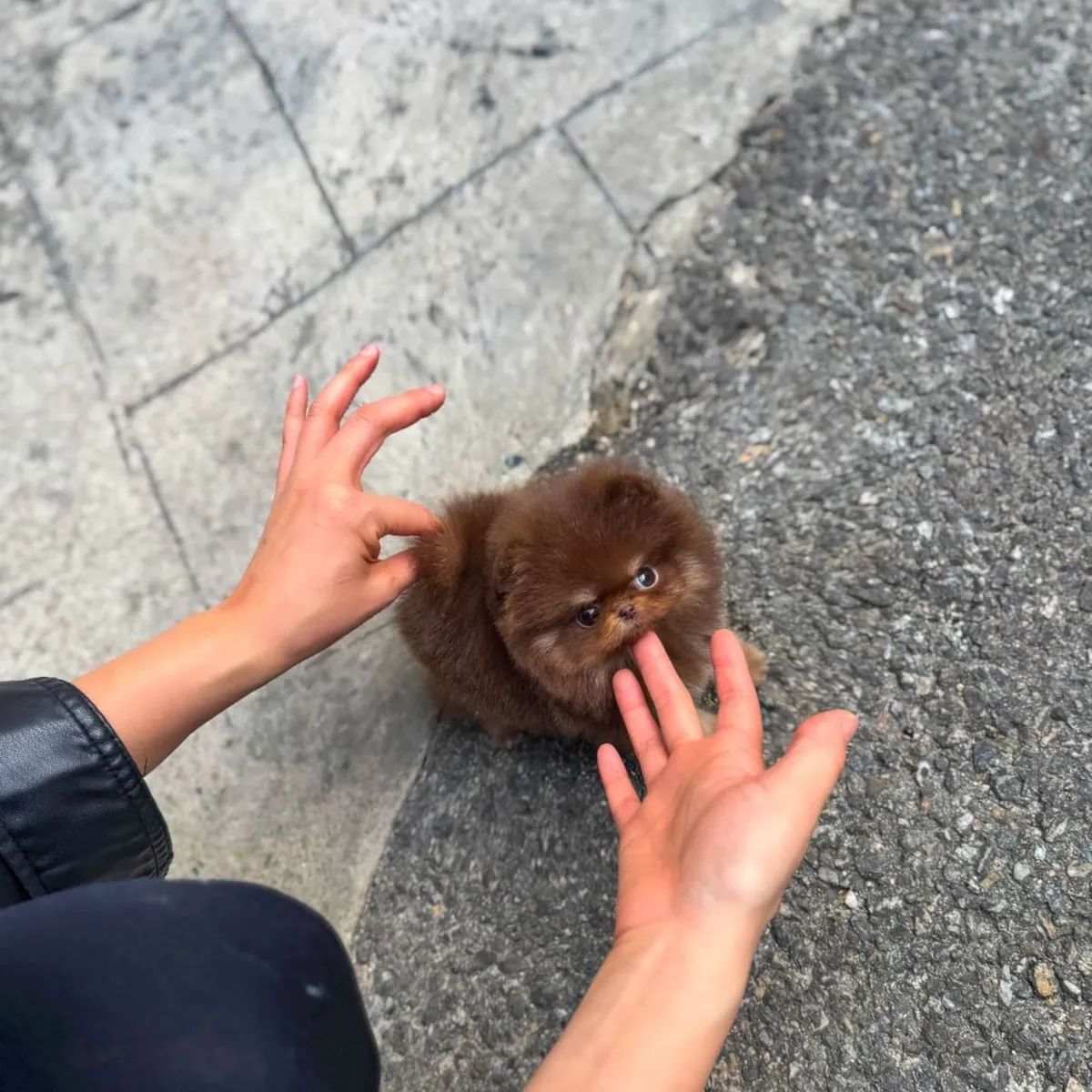 Brown Skin Mini Pomeranian Puppy