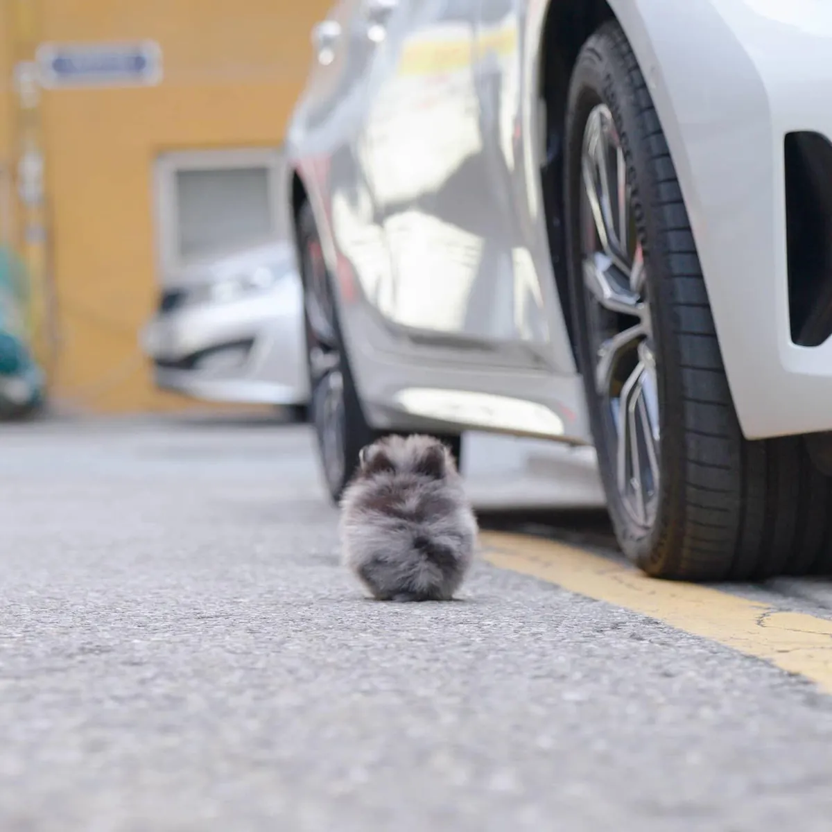 Lola, petit Pomeranien