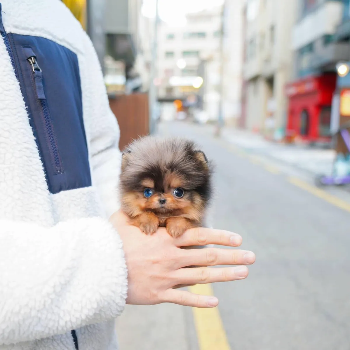 Lola, petit Pomeranien