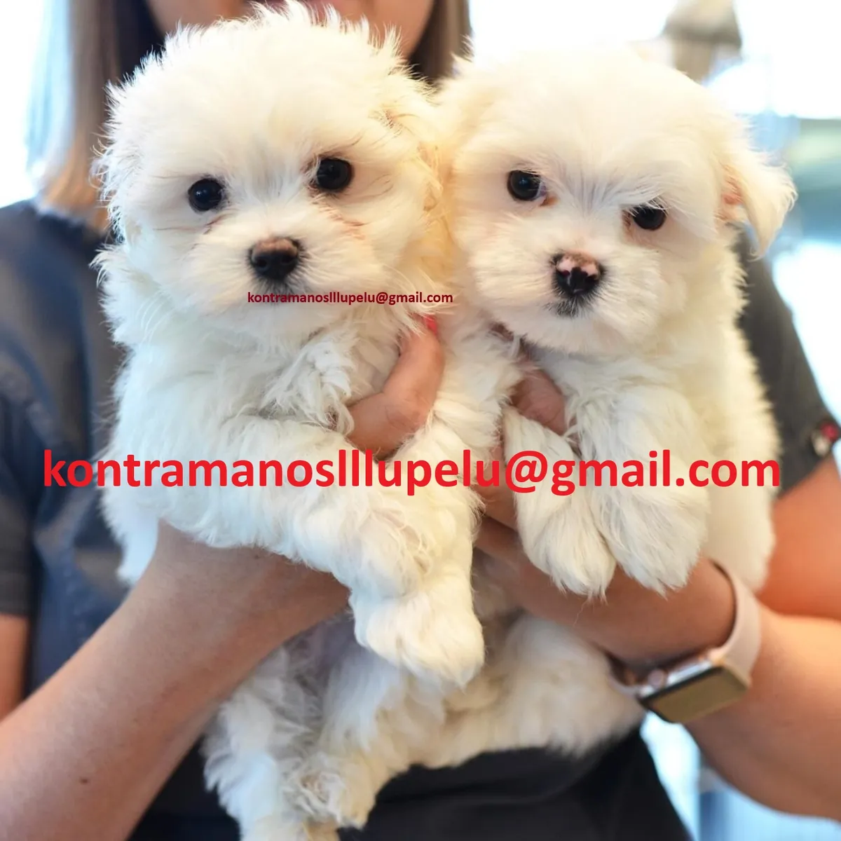 Dos cachorros malteses miniatura buscan un nuevo hogar.