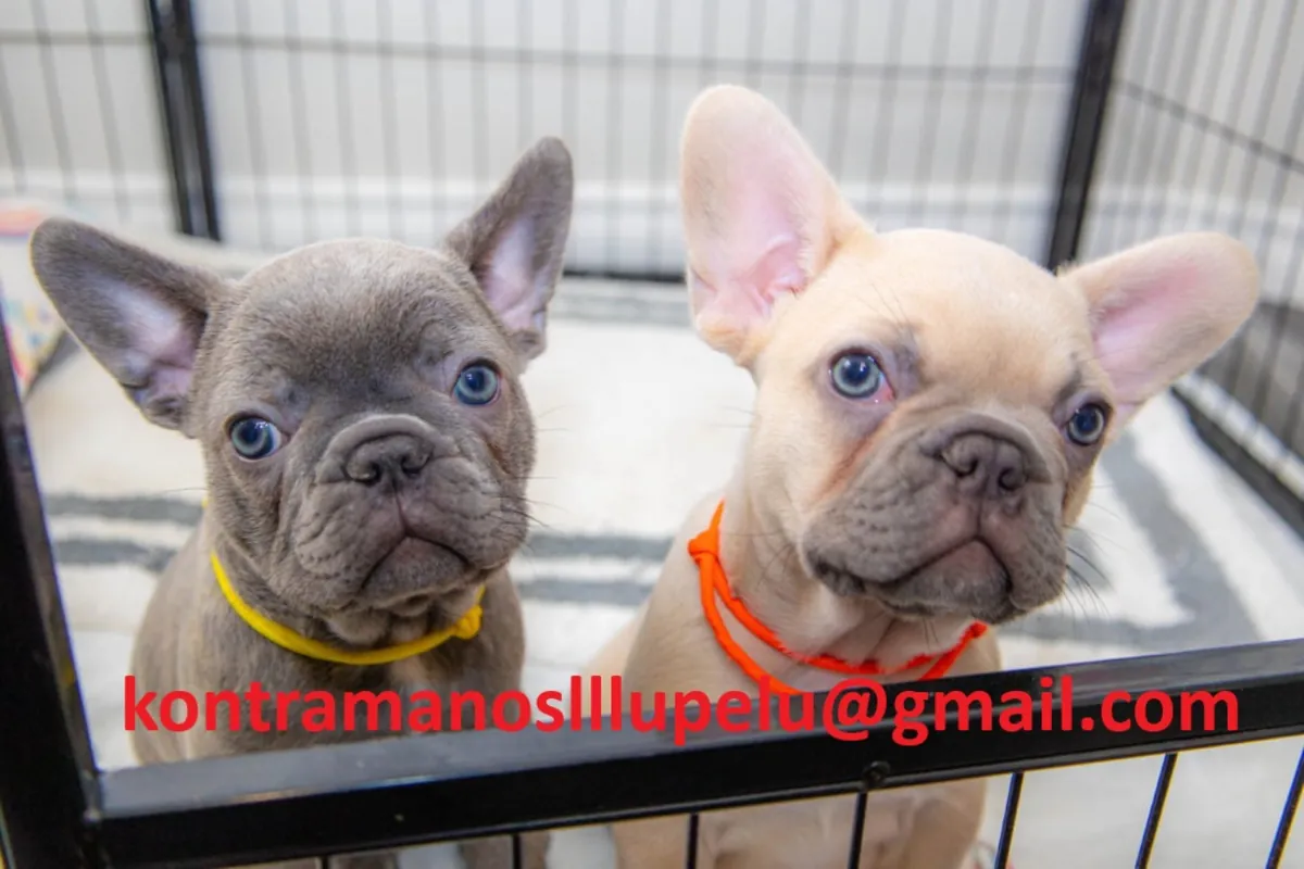 训练有素的法国斗牛犬幼犬