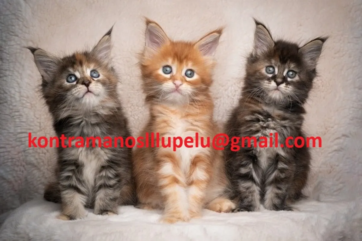 Charmants chatons Maine Coon à vendre