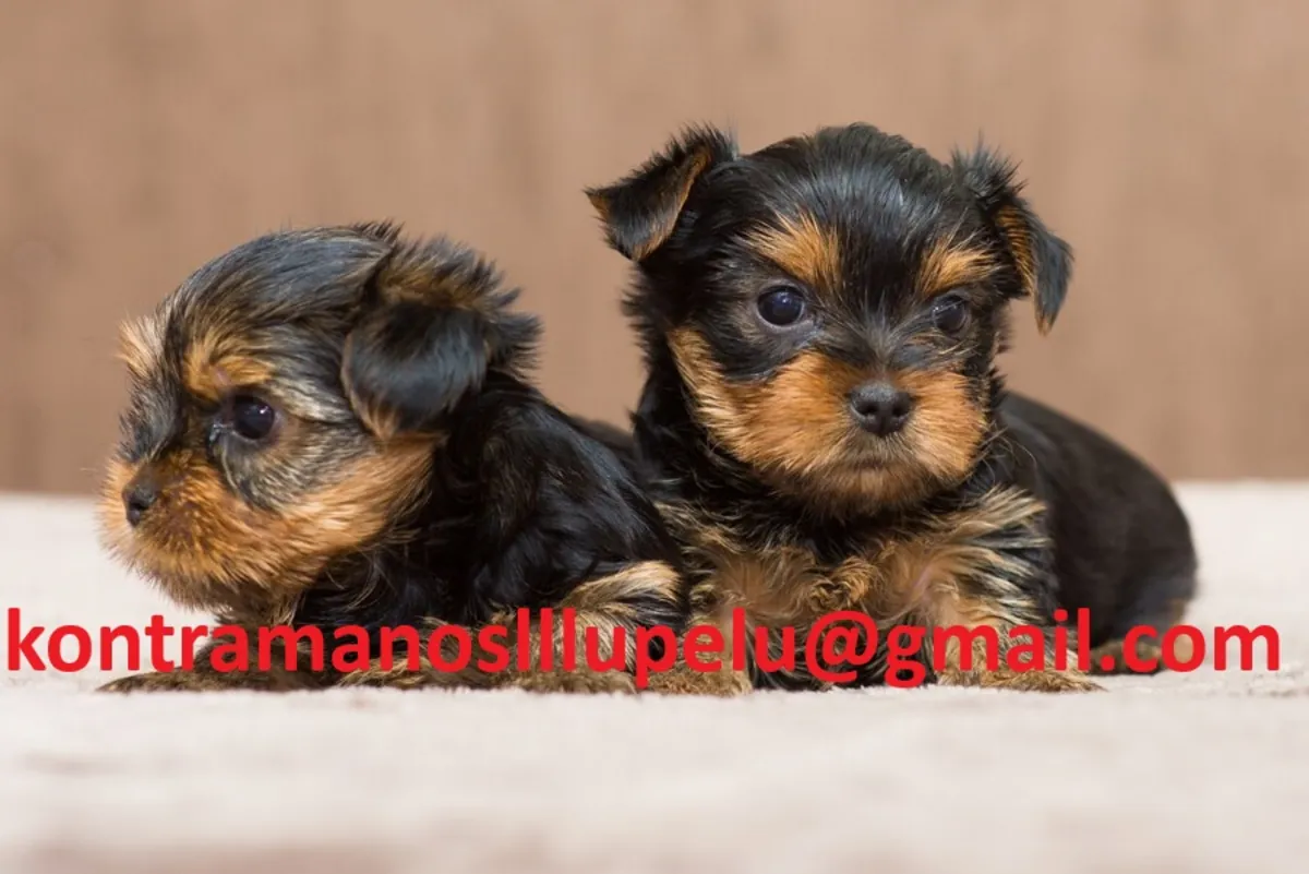 Cachorros Yorkshire Terrier adorables disponibles.