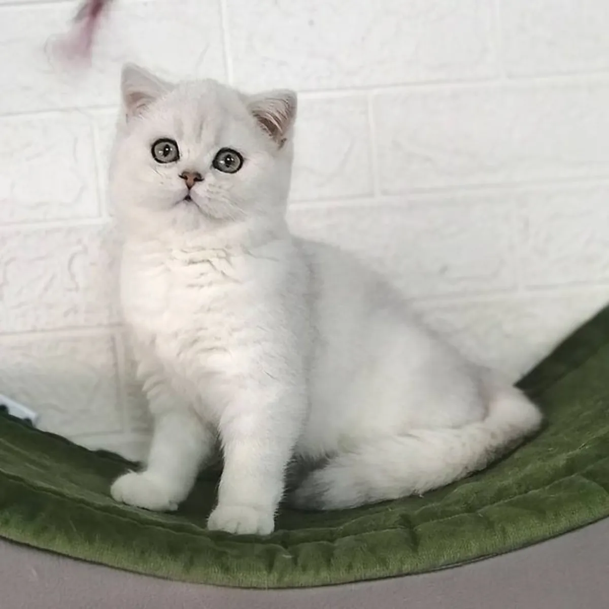 Chaton BKH pur race femelle cherche un nouveau foyer immédiatement