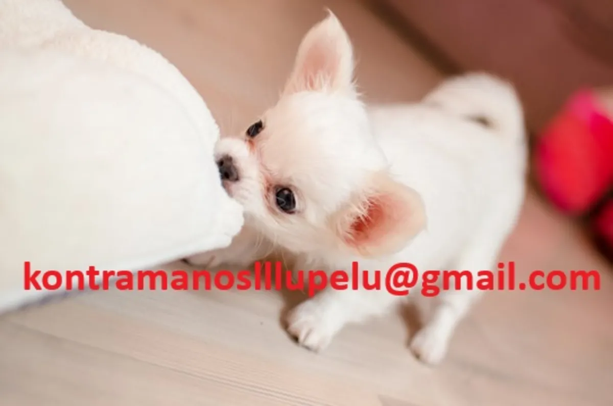 Cachorro Chihuahua