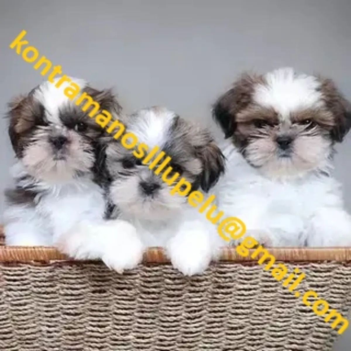 Preciosos cachorros Shih Tzu Imperial en adopción.