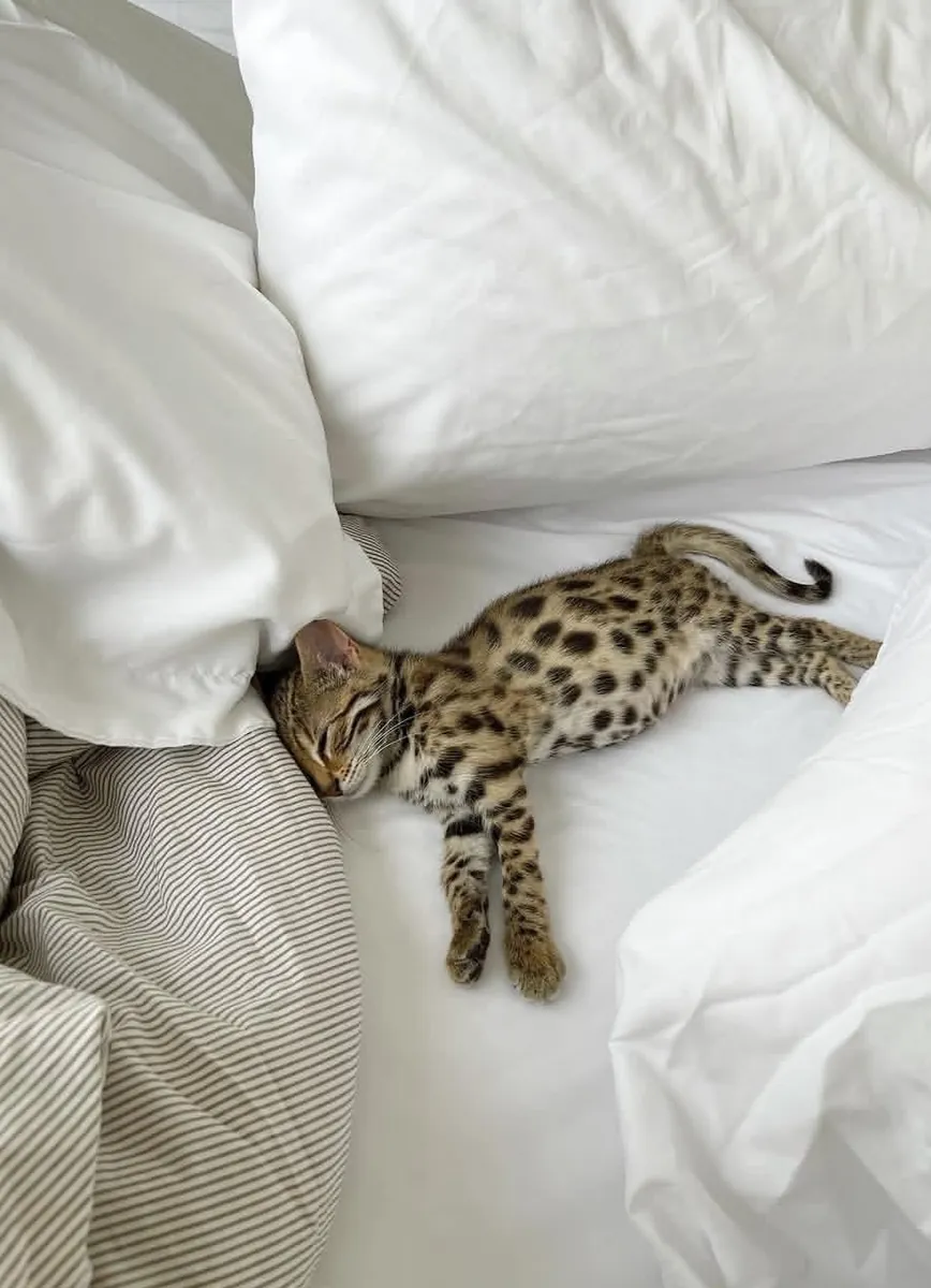 可爱的猫咪待赠送