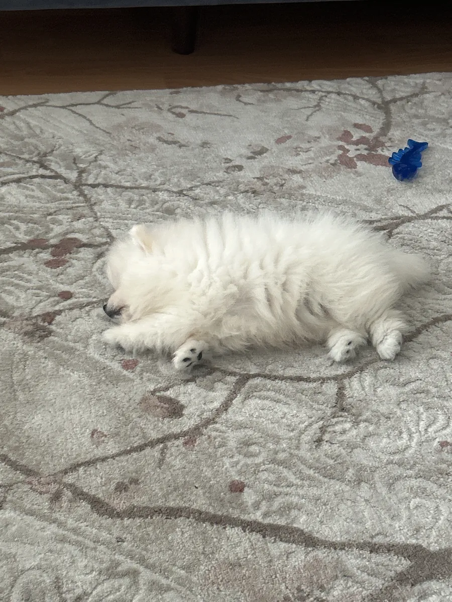 Померанский шпиц Бу, 3 месяца.